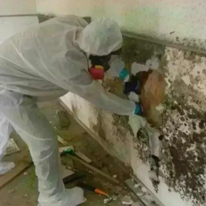 Mold Remediation and Removal in Spring Valley, TX